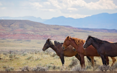 I Stand With Wild Horses
