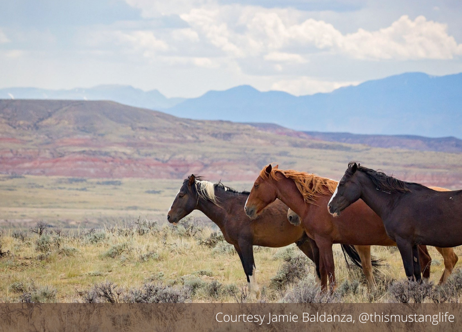 I Stand With Wild Horses