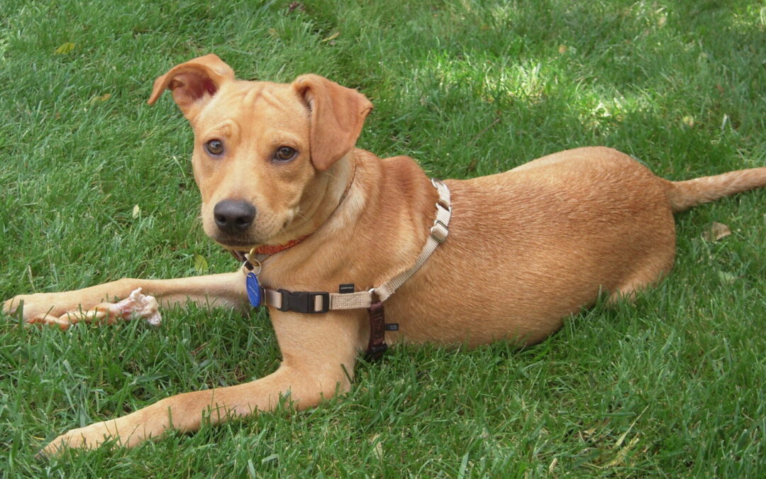 We Said Goodbye to My Dog, Gonzo